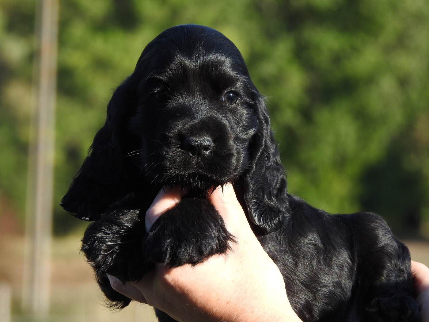 Du Clos De La Majesty - Chiots disponibles - Cocker Spaniel Anglais