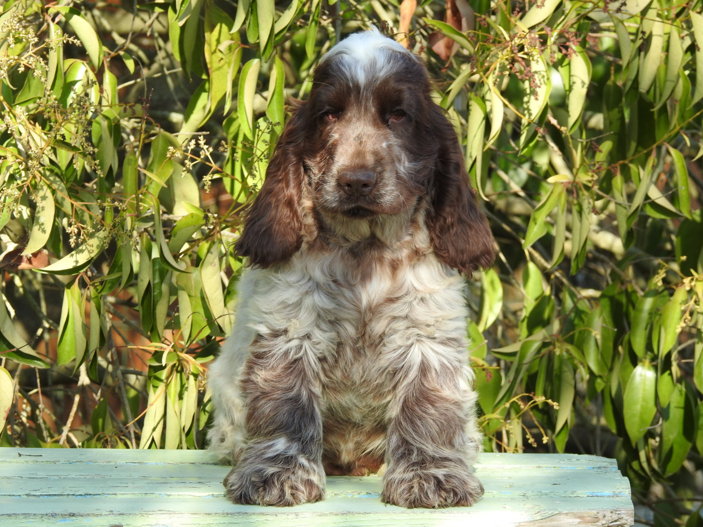 Du Clos De La Majesty - Chiots disponibles - Cocker Spaniel Anglais