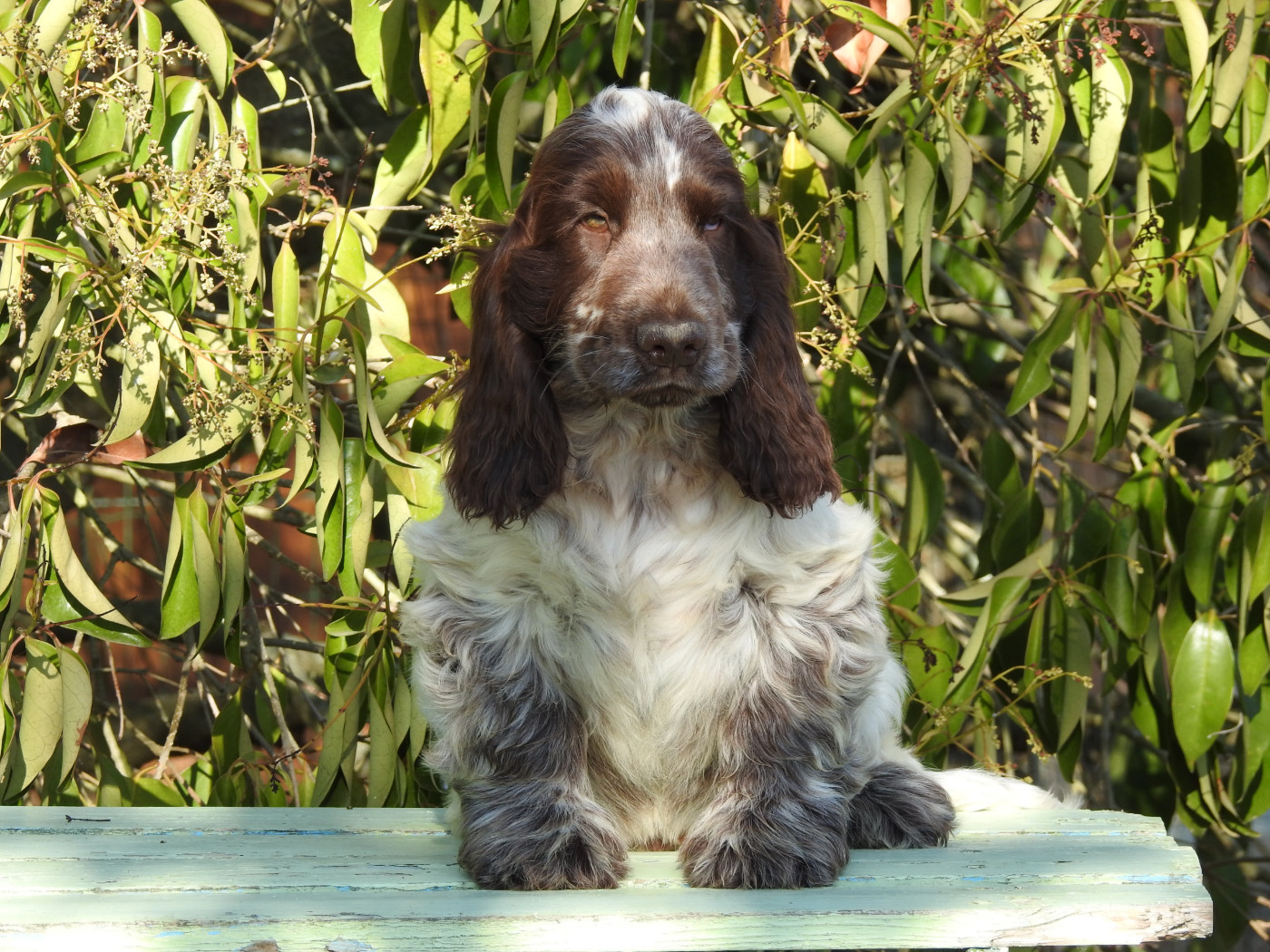 Du Clos De La Majesty - Chiots disponibles - Cocker Spaniel Anglais