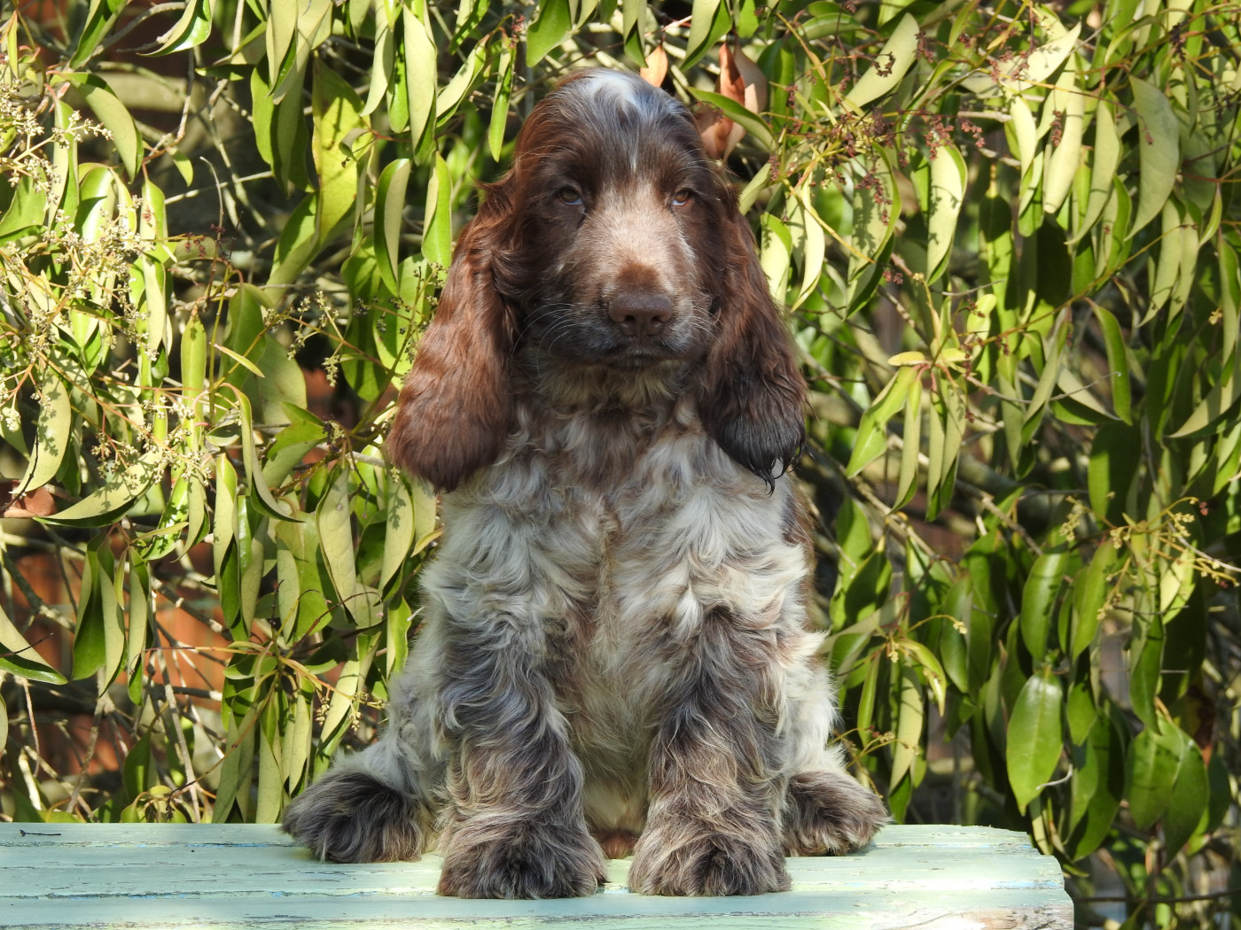 Du Clos De La Majesty - Cocker Spaniel Anglais - Portée née le 01/07/2026