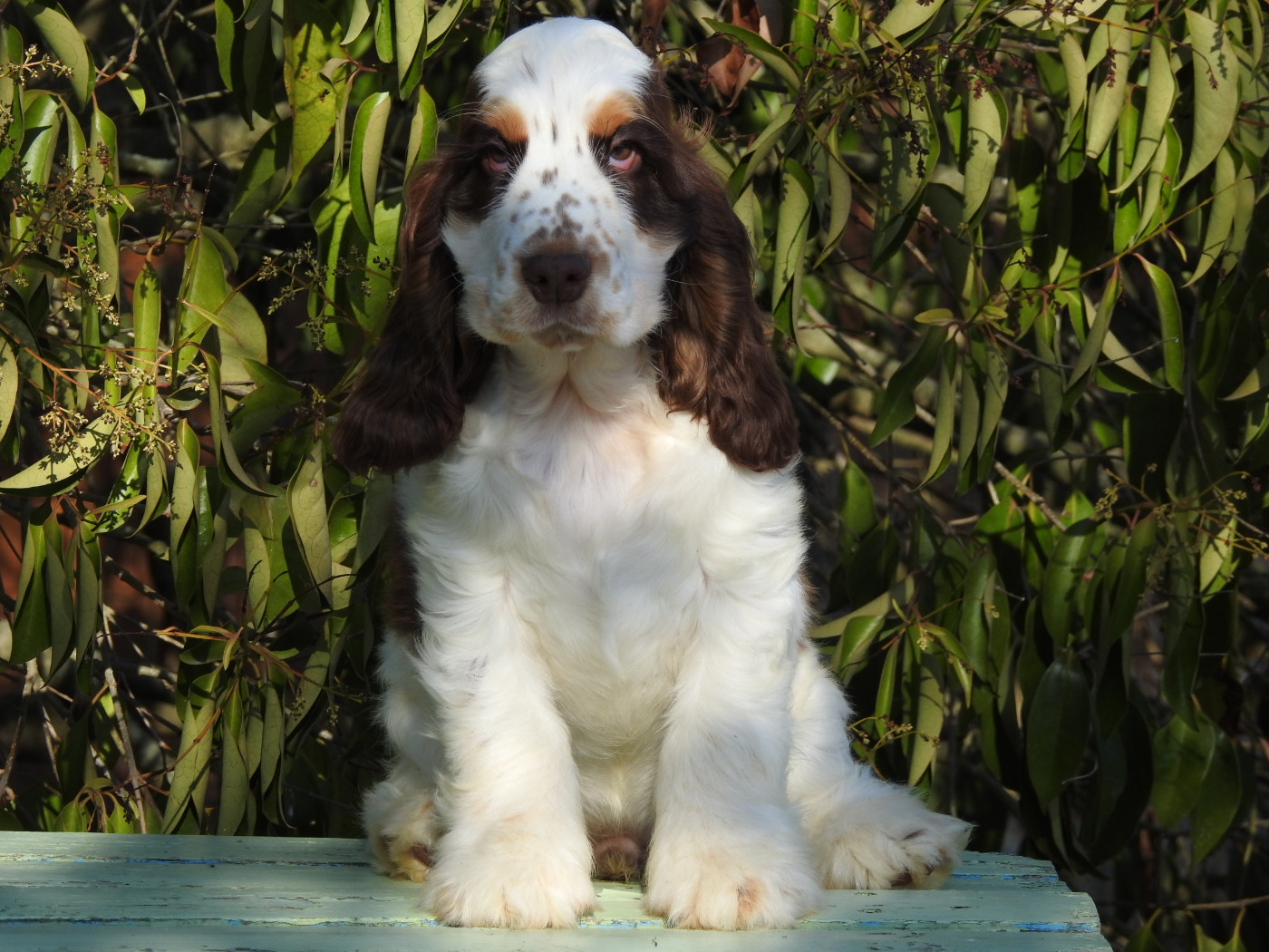 Du Clos De La Majesty - Chiots disponibles - Cocker Spaniel Anglais
