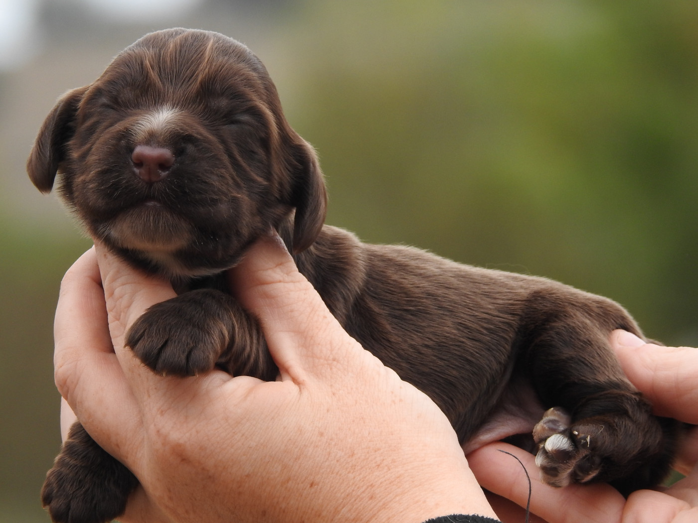 Du Clos De La Majesty - Chiots disponibles - Cocker Spaniel Anglais