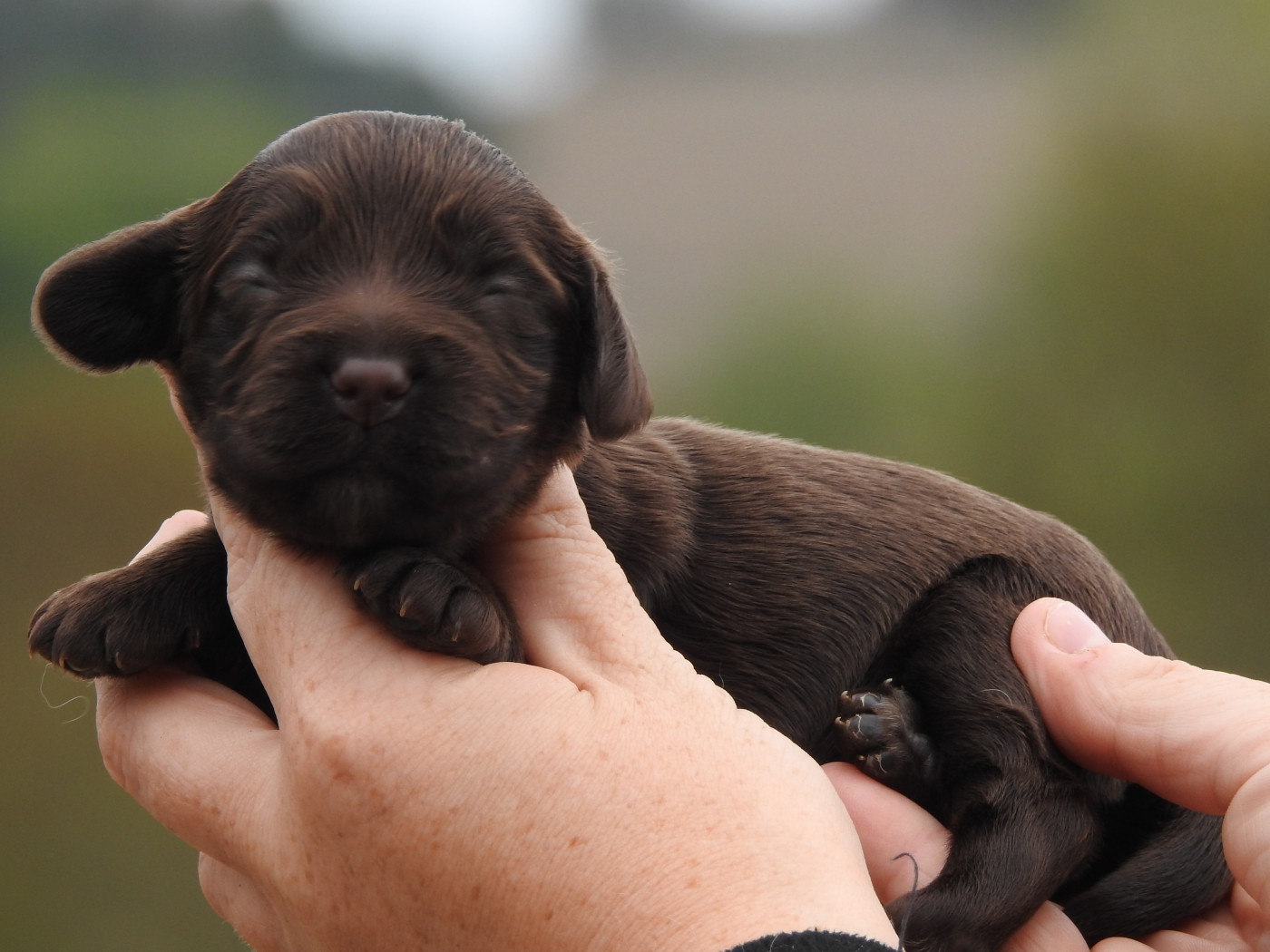 Du Clos De La Majesty - Chiots disponibles - Cocker Spaniel Anglais