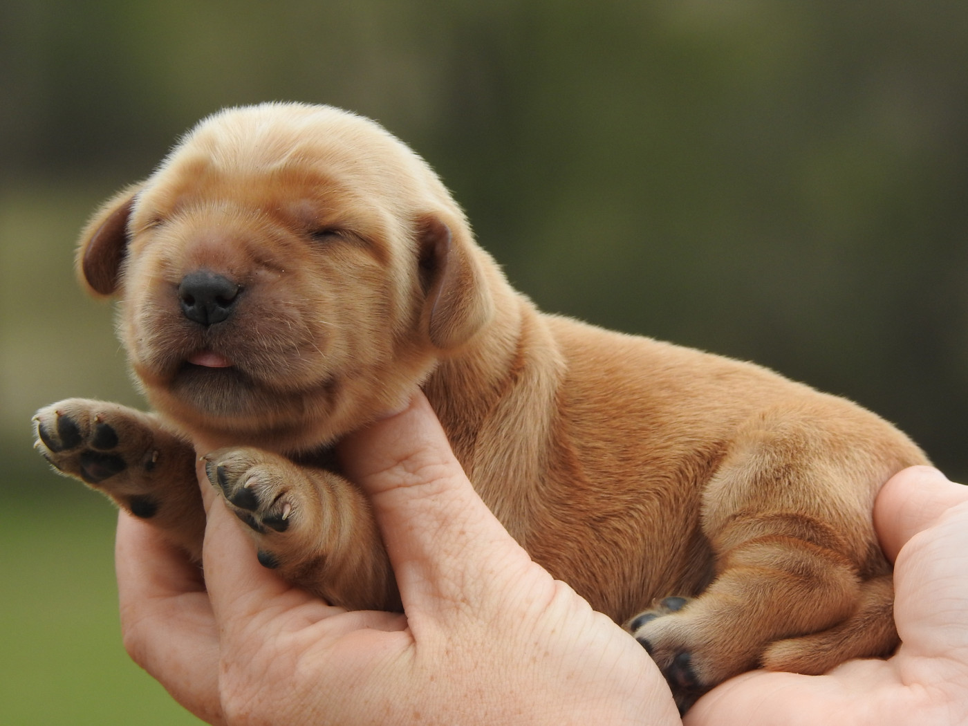Du Clos De La Majesty - Chiots disponibles - Cocker Spaniel Anglais