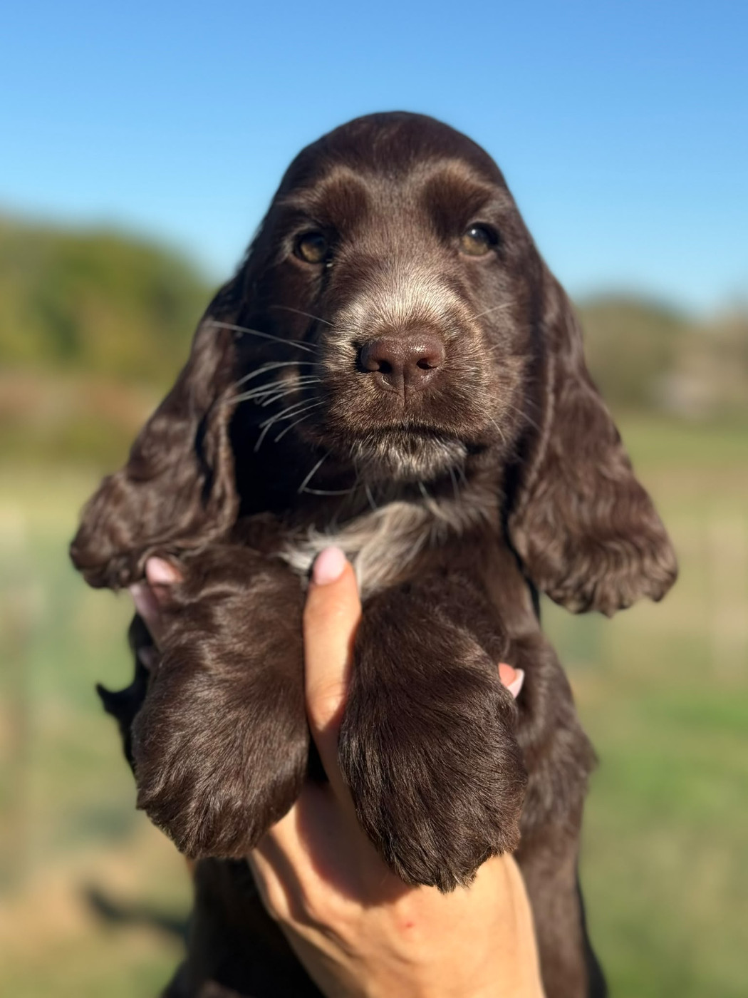Du Clos De La Majesty - Chiots disponibles - Cocker Spaniel Anglais
