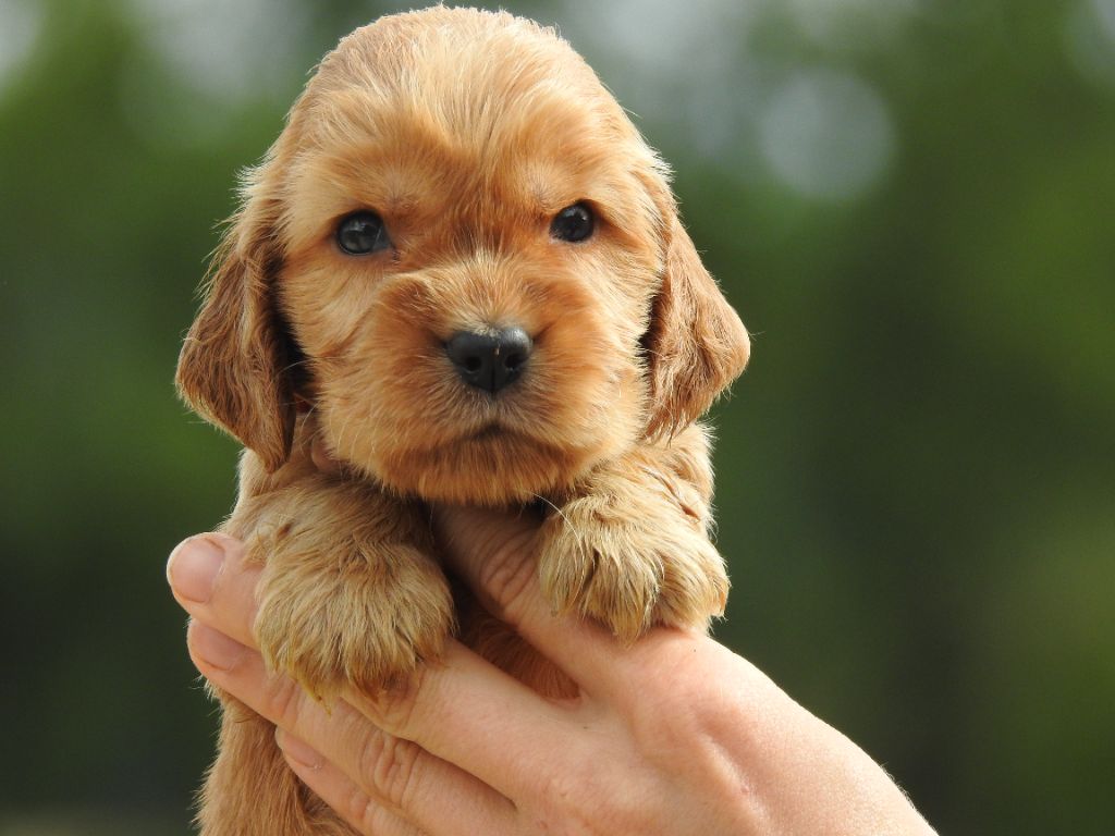 Du Clos De La Majesty - Chiots disponibles - Cocker Spaniel Anglais