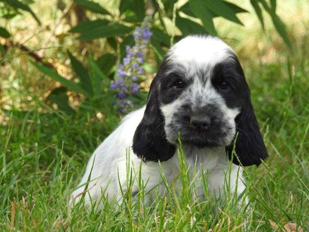 Du Clos De La Majesty - Chiots disponibles - Cocker Spaniel Anglais
