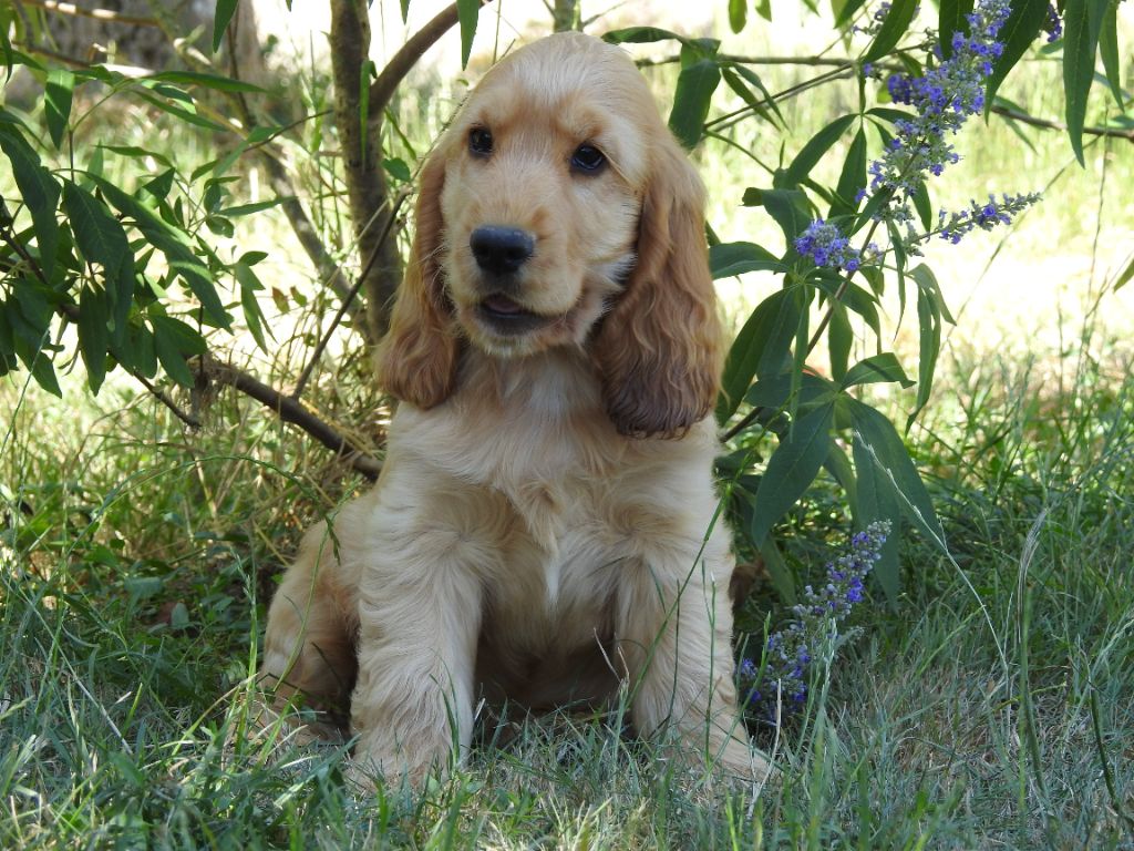 Du Clos De La Majesty - Chiots disponibles - Cocker Spaniel Anglais