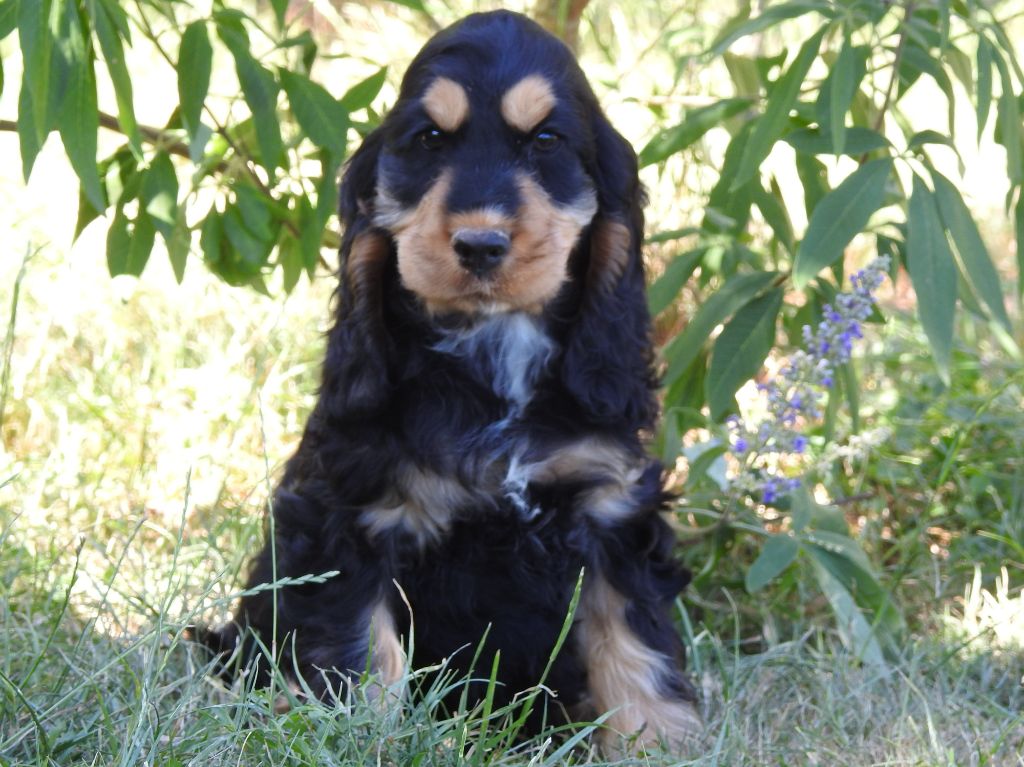 Du Clos De La Majesty - Chiots disponibles - Cocker Spaniel Anglais