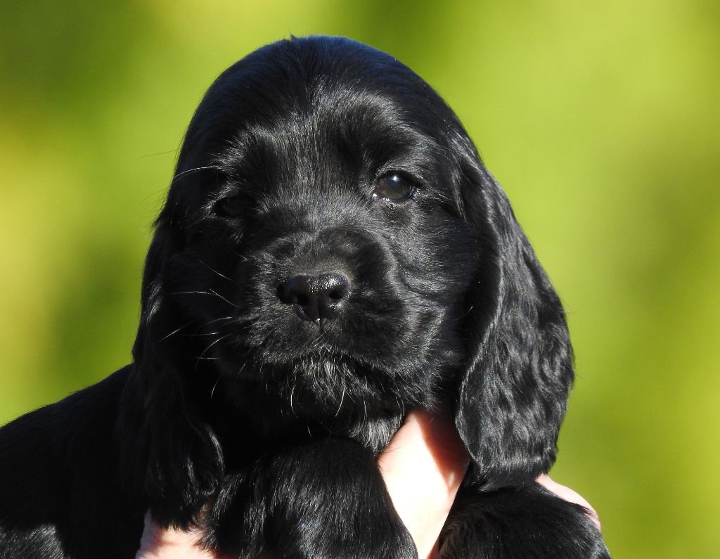Du Clos De La Majesty - Chiots disponibles - Cocker Spaniel Anglais