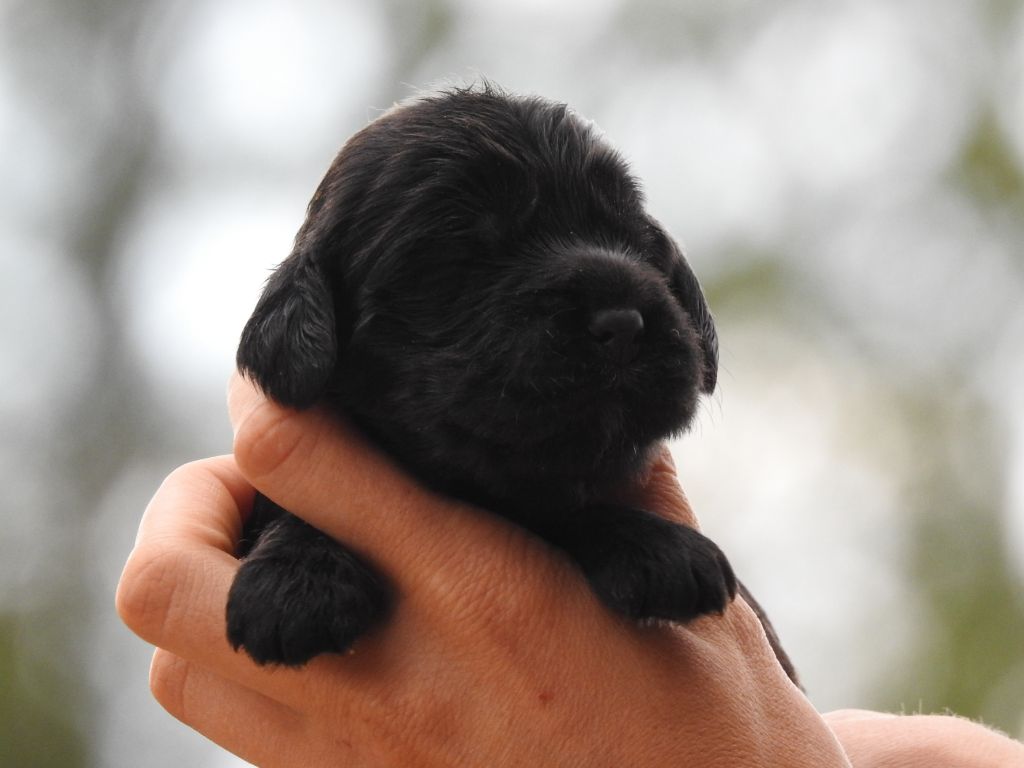 Du Clos De La Majesty - Chiots disponibles - Cocker Spaniel Anglais