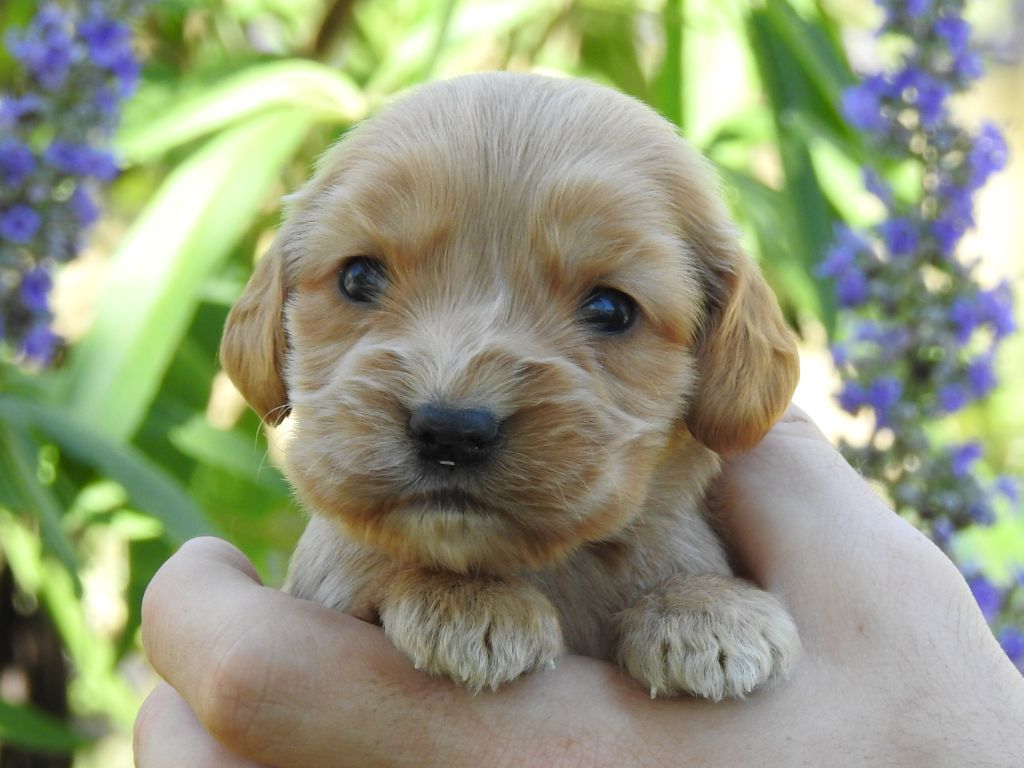 Du Clos De La Majesty - Chiots disponibles - Cocker Spaniel Anglais