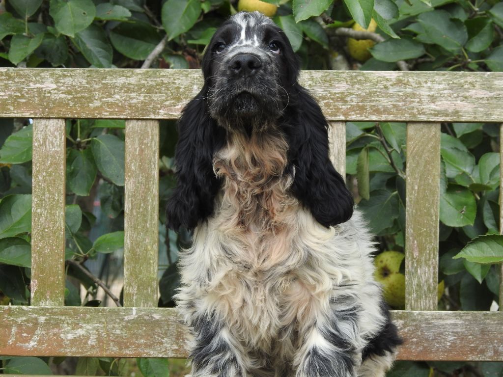 Du Clos De La Majesty - Chiots disponibles - Cocker Spaniel Anglais