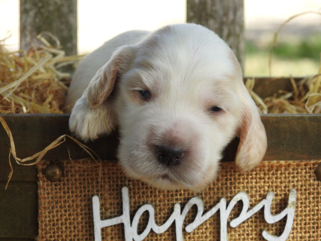 Du Clos De La Majesty - Chiots disponibles - Cocker Spaniel Anglais