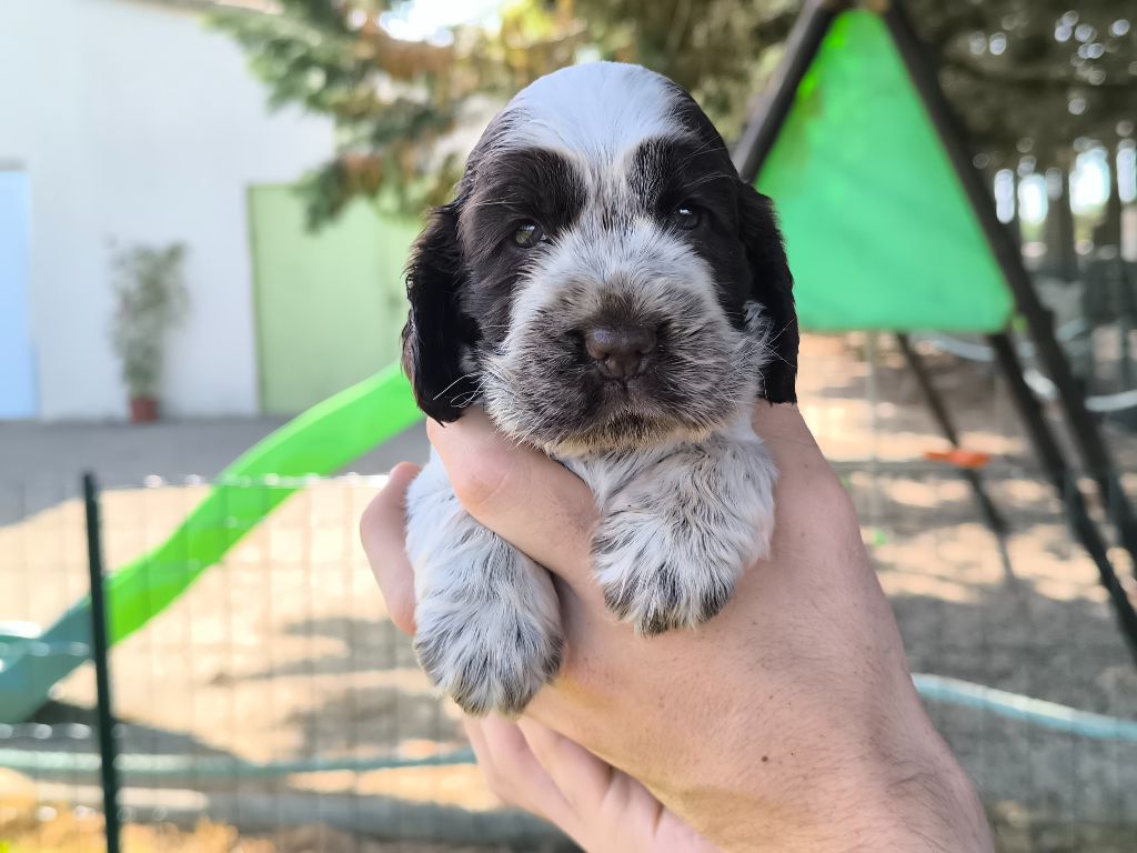 Du Clos De La Majesty - Chiots disponibles - Cocker Spaniel Anglais