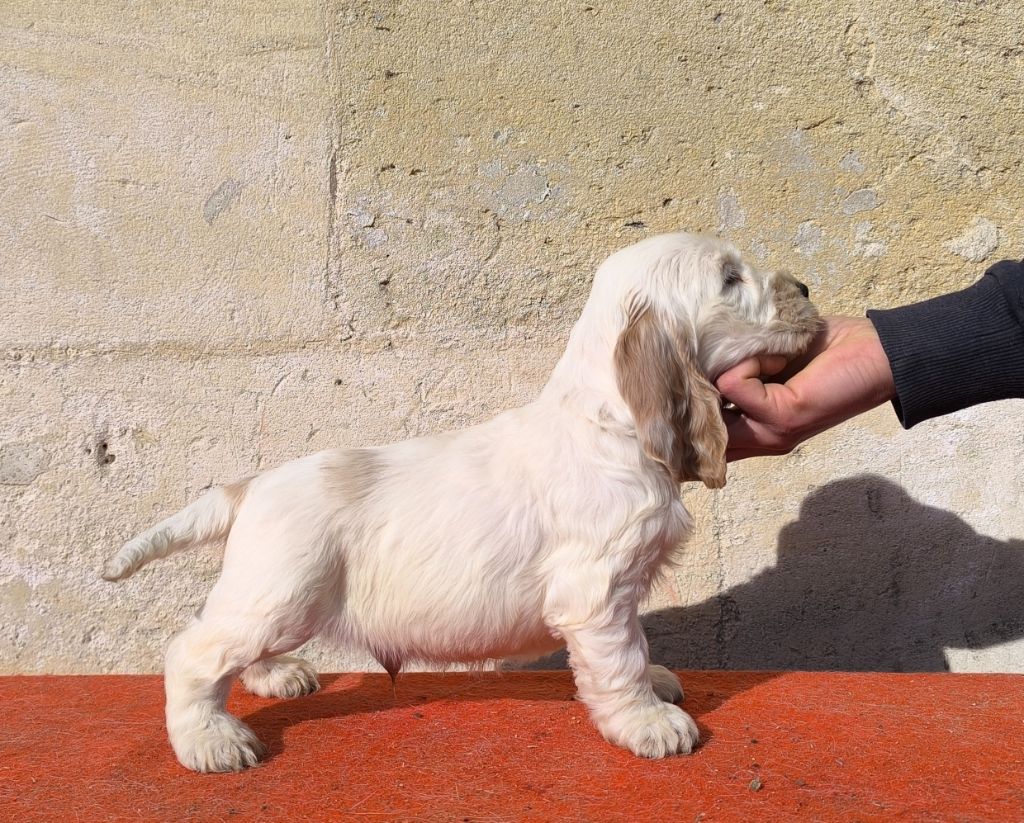 Du Clos De La Majesty - Chiots disponibles - Cocker Spaniel Anglais