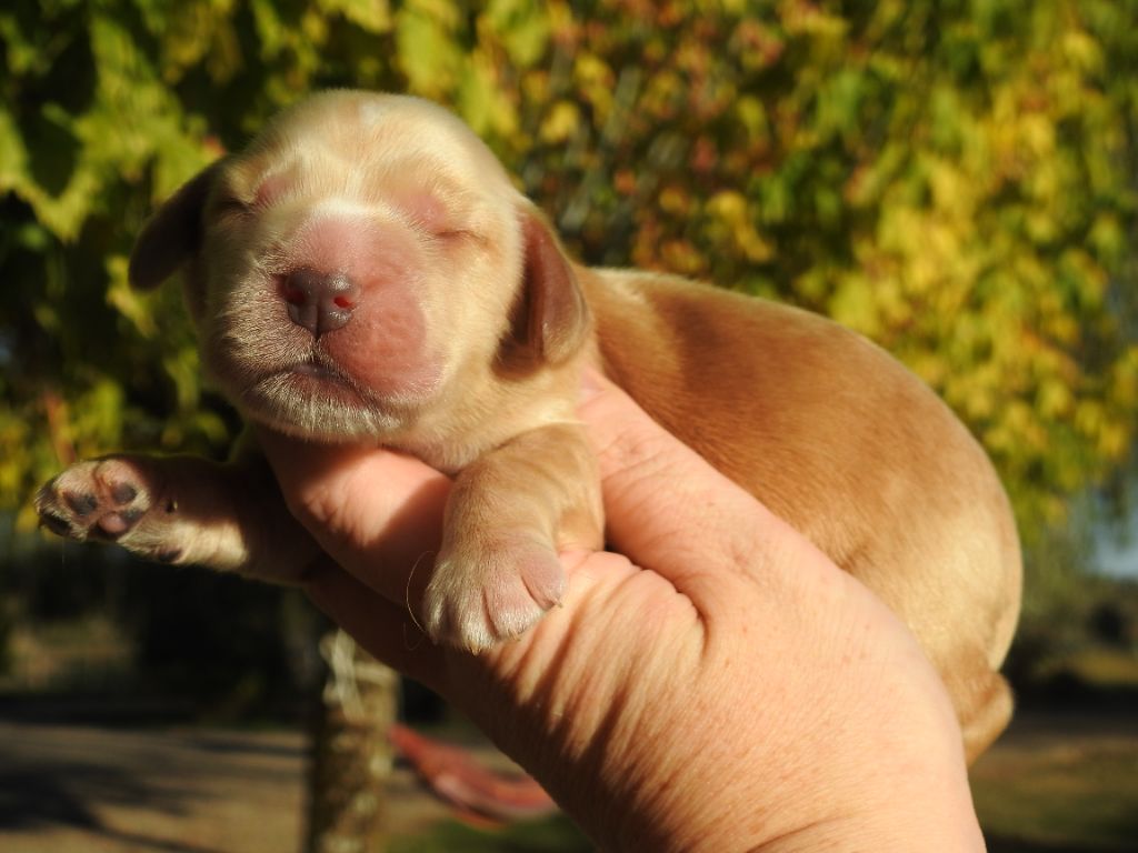 Du Clos De La Majesty - Chiots disponibles - Cocker Spaniel Anglais