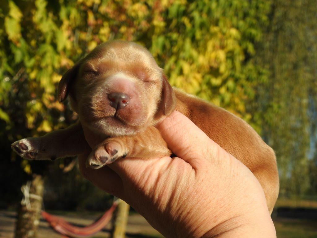 Chiot Cocker Spaniel Anglais Du Clos De La Majesty
