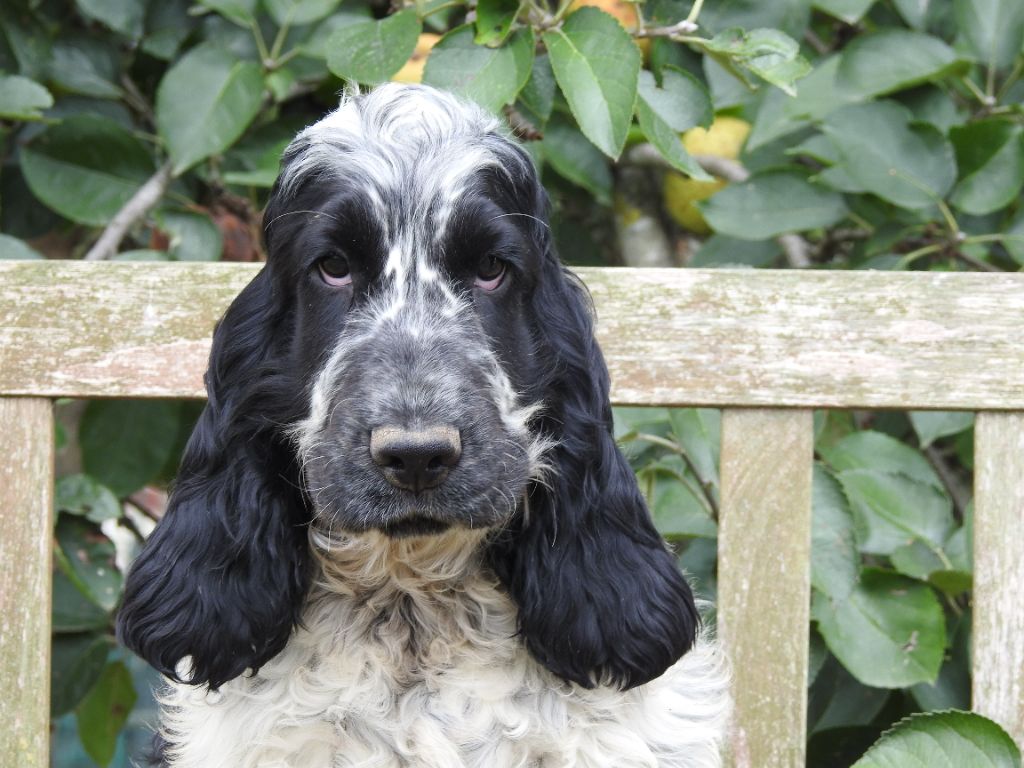 Chiot Cocker Spaniel Anglais Du Clos De La Majesty