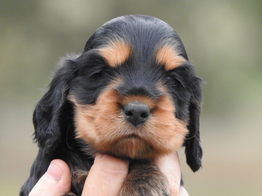 Du Clos De La Majesty - Chiots disponibles - Cocker Spaniel Anglais