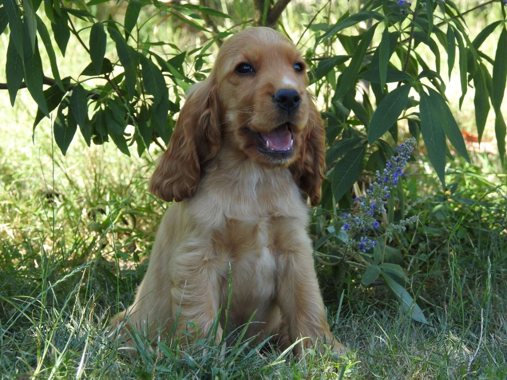 Du Clos De La Majesty - Chiots disponibles - Cocker Spaniel Anglais