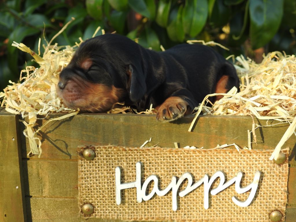 Du Clos De La Majesty - Chiots disponibles - Cocker Spaniel Anglais