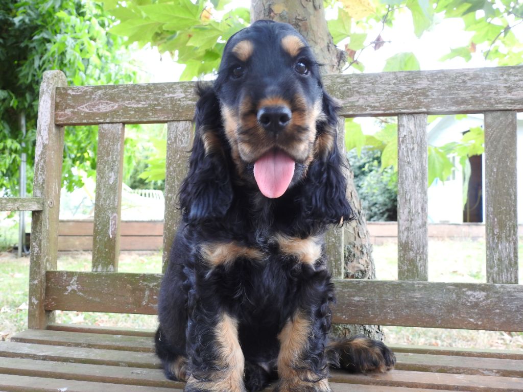 Du Clos De La Majesty - Chiots disponibles - Cocker Spaniel Anglais