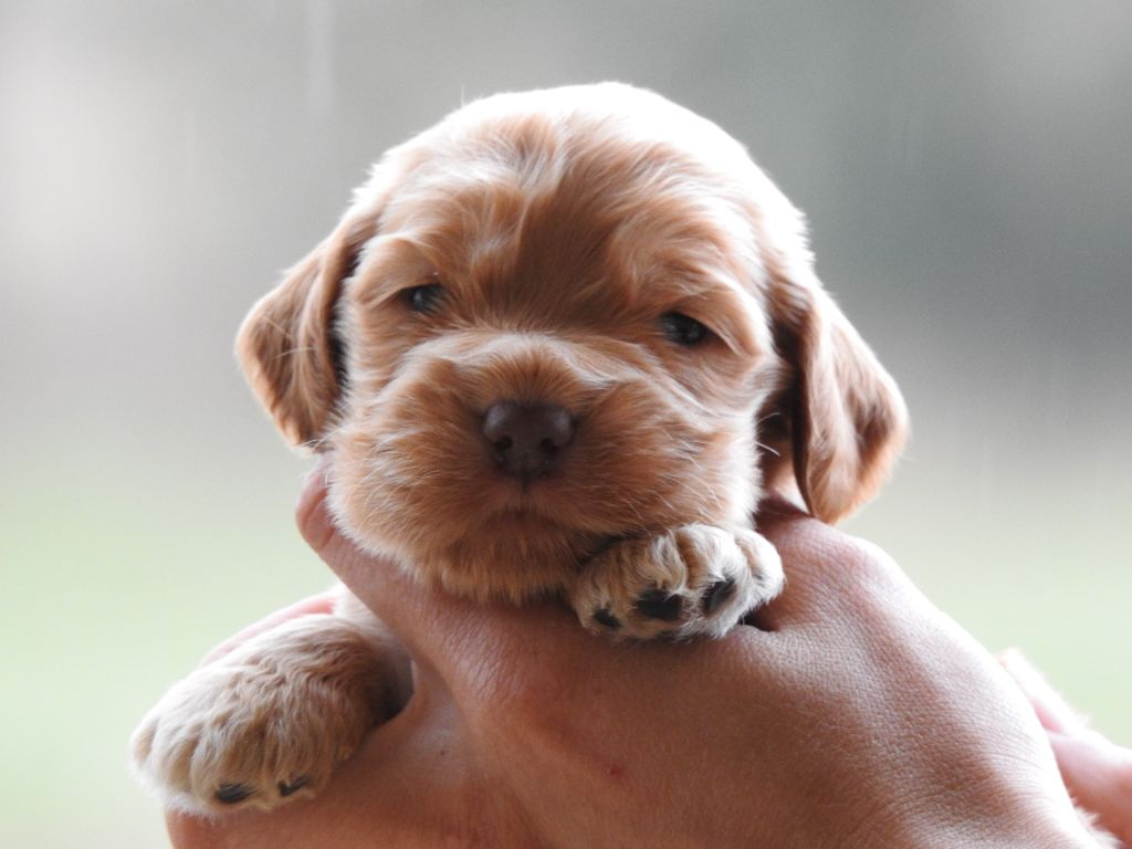 Du Clos De La Majesty - Chiots disponibles - Cocker Spaniel Anglais