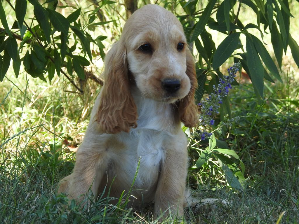 Du Clos De La Majesty - Chiots disponibles - Cocker Spaniel Anglais