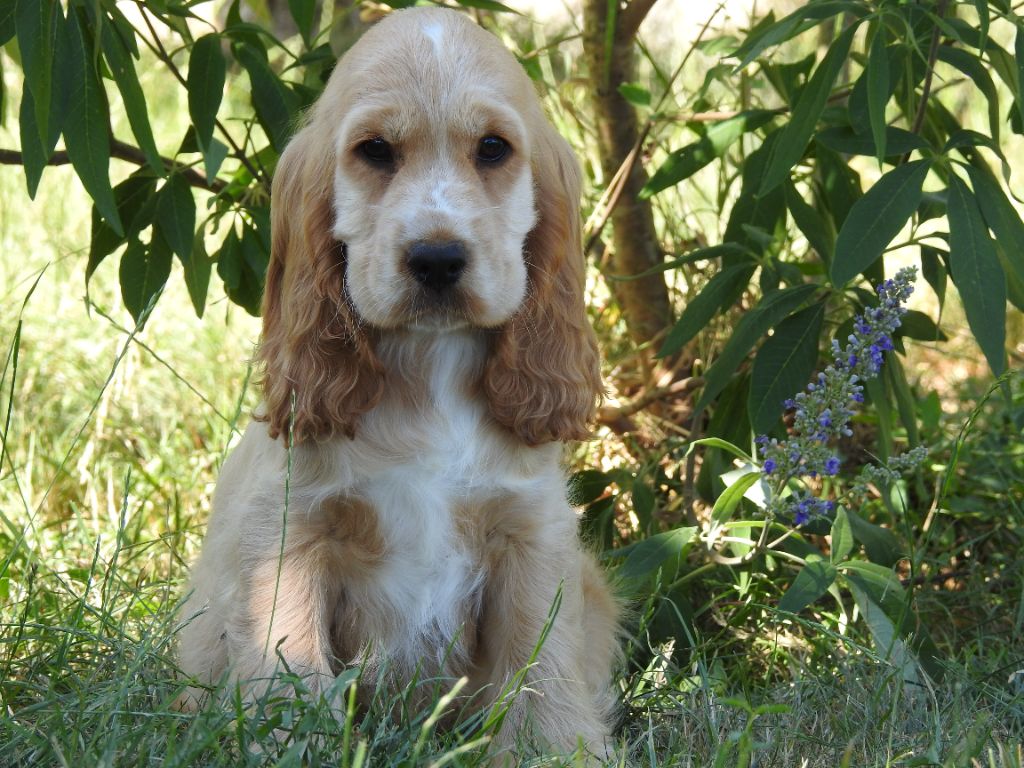 Chiot Cocker Spaniel Anglais Du Clos De La Majesty
