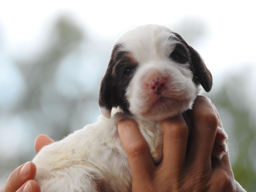 Du Clos De La Majesty - Chiots disponibles - Cocker Spaniel Anglais