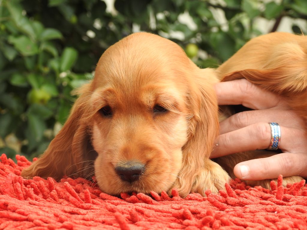 Du Clos De La Majesty - Chiots disponibles - Cocker Spaniel Anglais