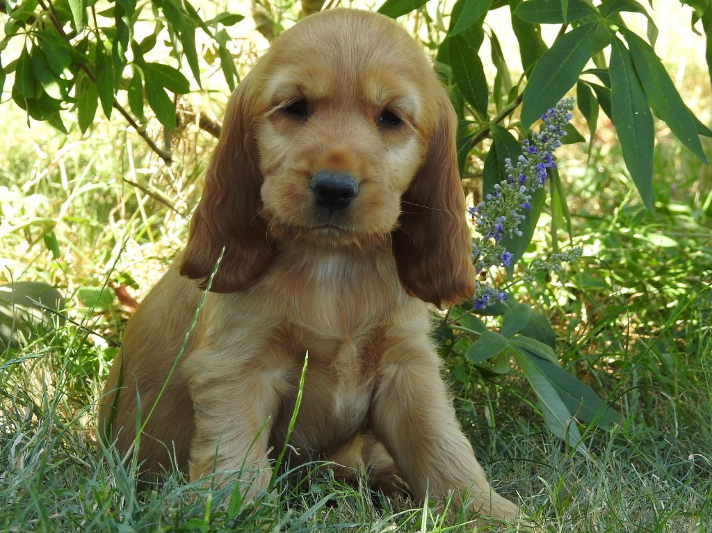 Du Clos De La Majesty - Chiots disponibles - Cocker Spaniel Anglais