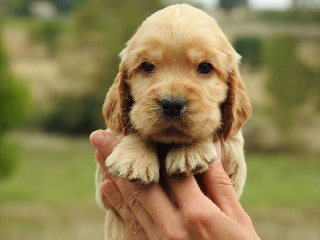 Du Clos De La Majesty - Chiots disponibles - Cocker Spaniel Anglais