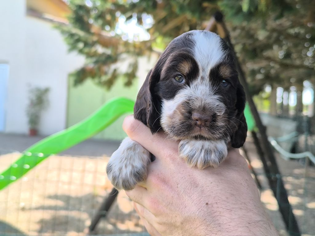 Du Clos De La Majesty - Chiots disponibles - Cocker Spaniel Anglais