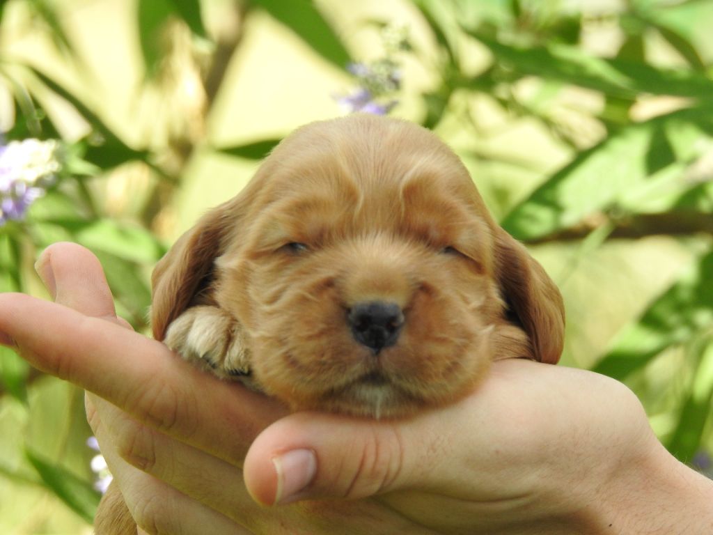 Du Clos De La Majesty - Chiots disponibles - Cocker Spaniel Anglais