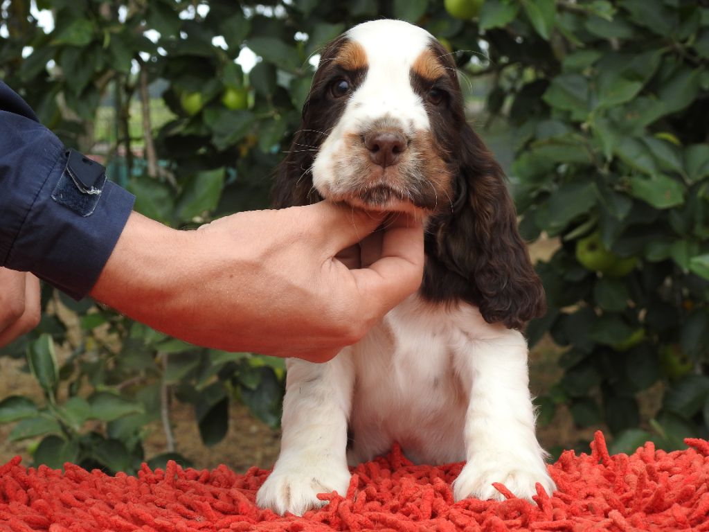 Du Clos De La Majesty - Chiots disponibles - Cocker Spaniel Anglais
