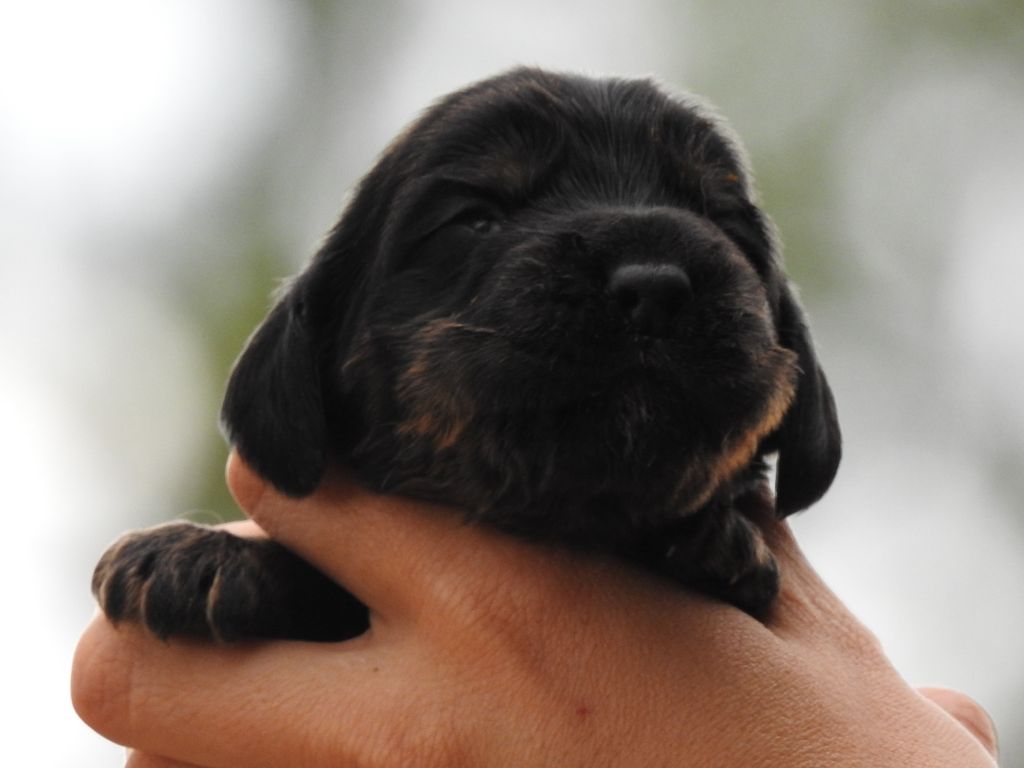 Du Clos De La Majesty - Chiots disponibles - Cocker Spaniel Anglais