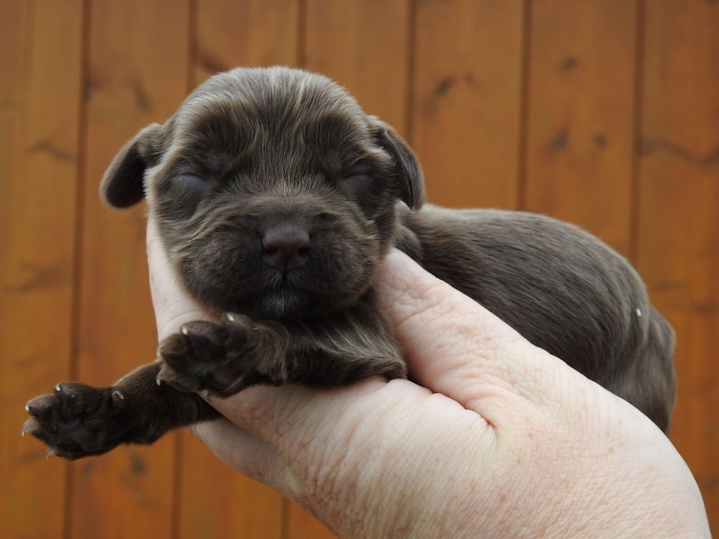 Du Clos De La Majesty - Chiots disponibles - Cocker Spaniel Anglais