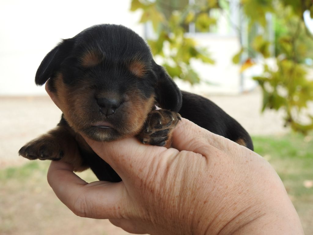 Du Clos De La Majesty - Chiots disponibles - Cocker Spaniel Anglais