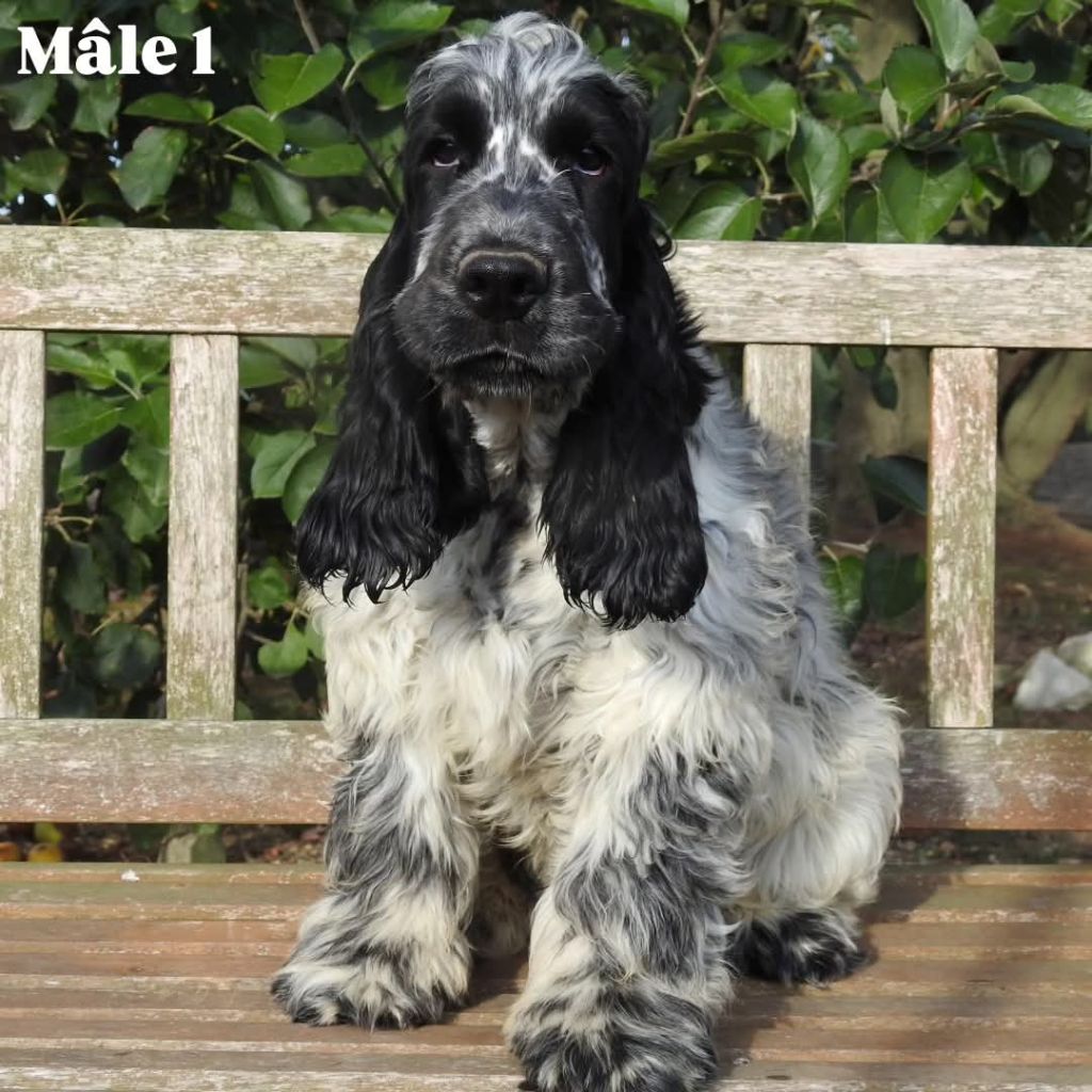 Du Clos De La Majesty - Chiots disponibles - Cocker Spaniel Anglais