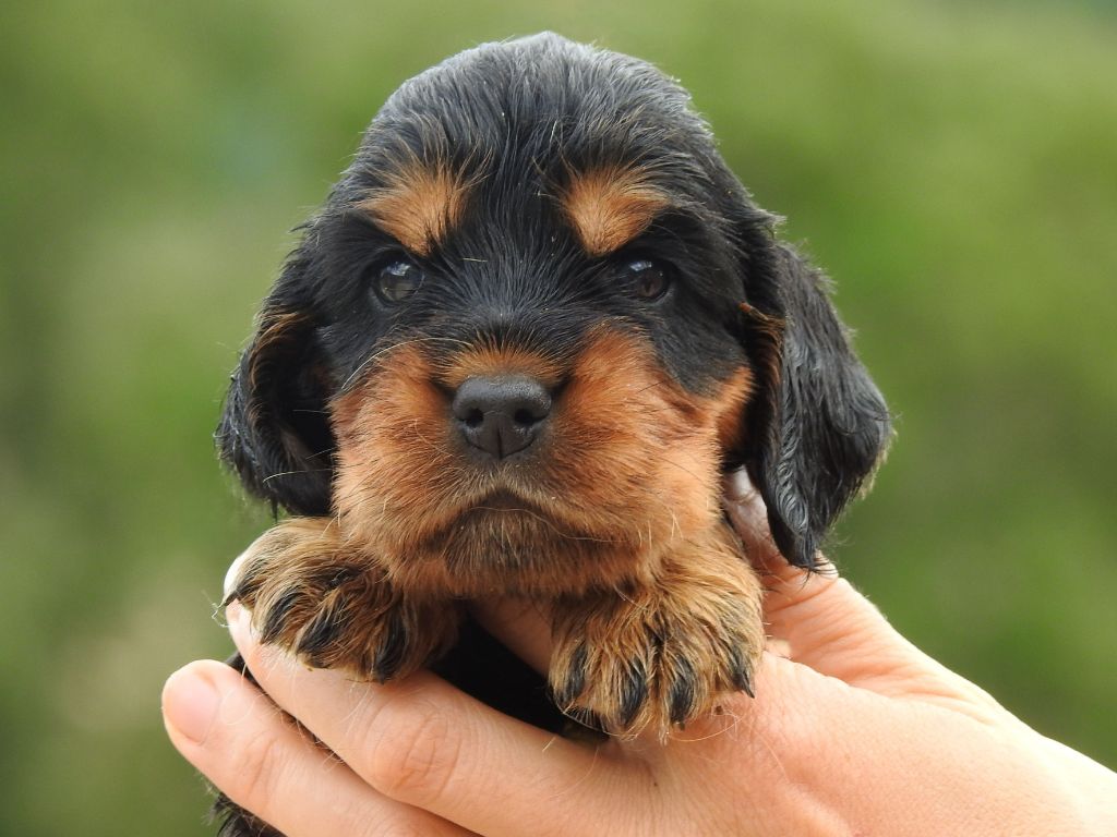 Du Clos De La Majesty - Chiots disponibles - Cocker Spaniel Anglais