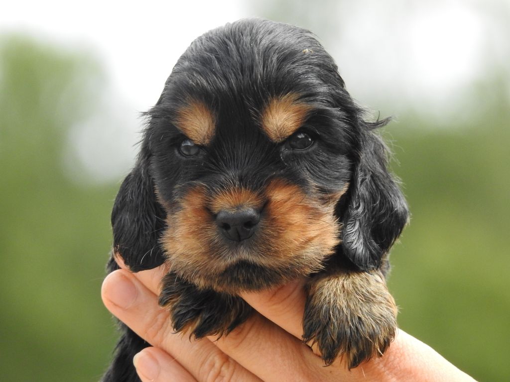 Du Clos De La Majesty - Chiots disponibles - Cocker Spaniel Anglais