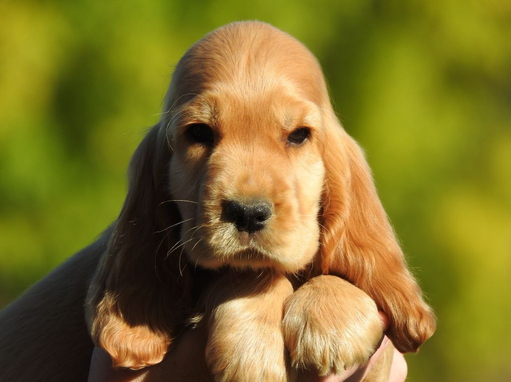 Du Clos De La Majesty - Chiots disponibles - Cocker Spaniel Anglais