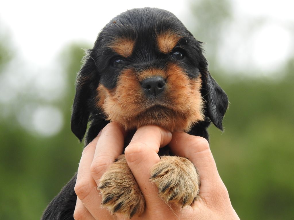 Du Clos De La Majesty - Chiots disponibles - Cocker Spaniel Anglais