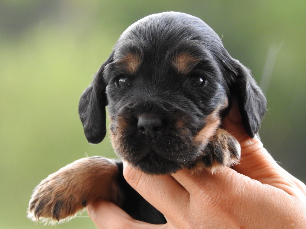 Du Clos De La Majesty - Chiots disponibles - Cocker Spaniel Anglais