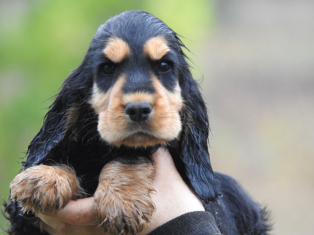 Du Clos De La Majesty - Chiots disponibles - Cocker Spaniel Anglais