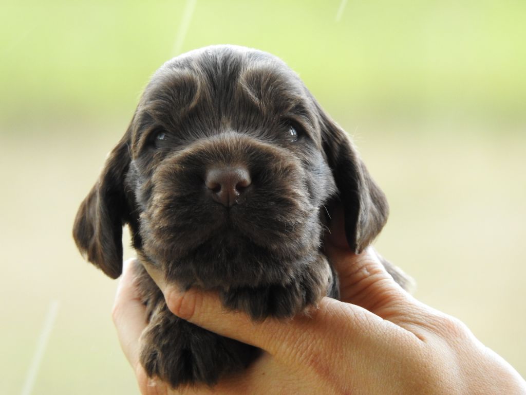 Du Clos De La Majesty - Chiots disponibles - Cocker Spaniel Anglais