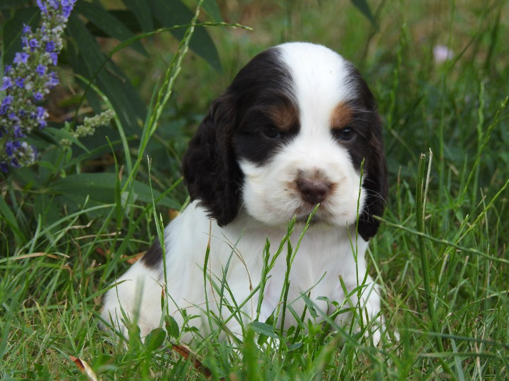 Du Clos De La Majesty - Chiots disponibles - Cocker Spaniel Anglais