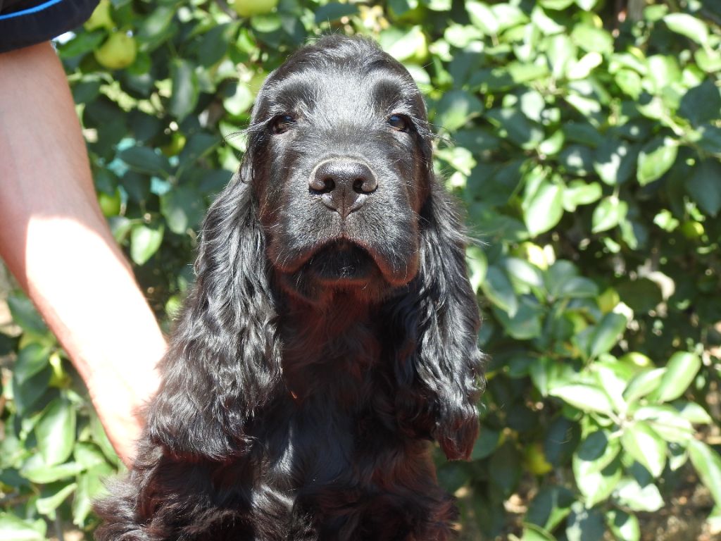 Du Clos De La Majesty - Chiots disponibles - Cocker Spaniel Anglais